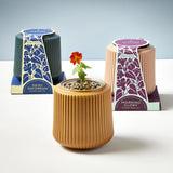 Morning Glory Flower Grow Kits