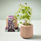 Morning Glory Flower Grow Kits