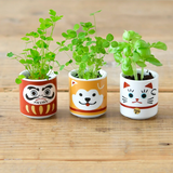 Hachi Dog Lucky Plant (White Clover)