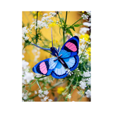 Peacock Butterfly Wall Art